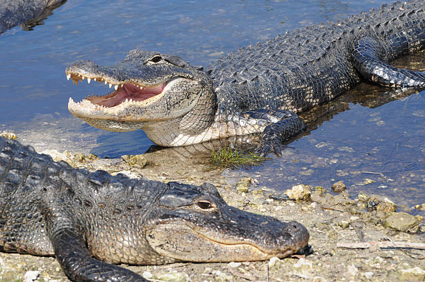 Alligator mississippiensis, Everglades National Park, Florida Basking American alligators,  two animals photos stock pictures, royalty-free photos & images