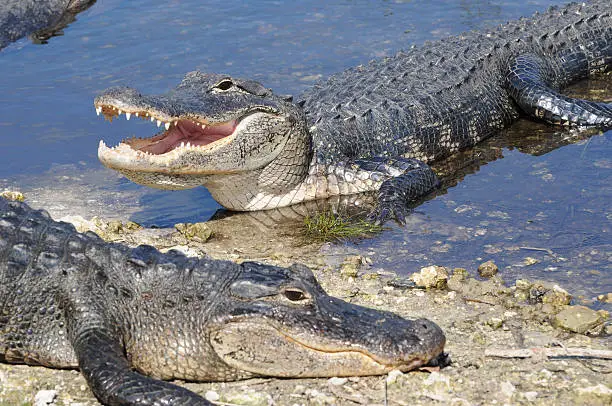 Photo of Alligator mississippiensis, Everglades National Park, Florida