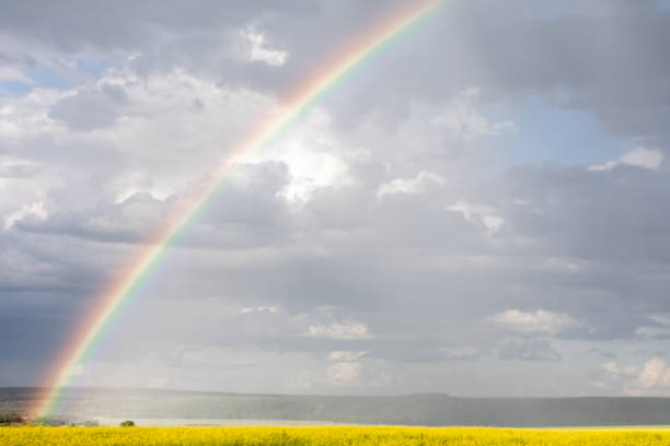 istock Rainbow on the cloudy sky after the rain. Yellow flowering fields 1165693051