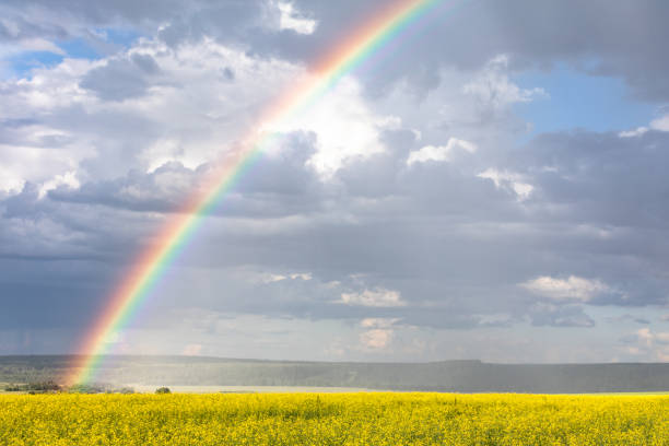 istock Rainbow on the cloudy sky after the rain. Yellow flowering fields 1165693172