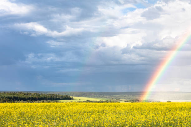 istock Rainbow on the cloudy sky after the rain. Yellow flowering fields 1165693176
