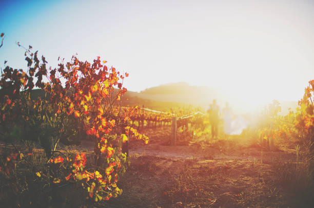 istock Unrecognisable wedding couple in a autumn vineyard at sunset 1165693206