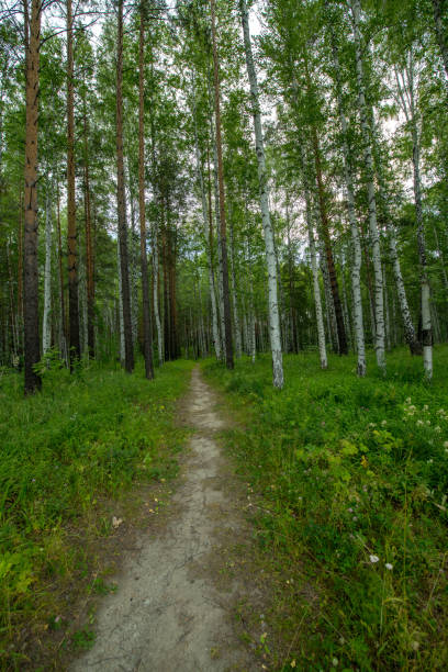 istock Beautiful Birch Forest in the Urals, Russia 1165693444