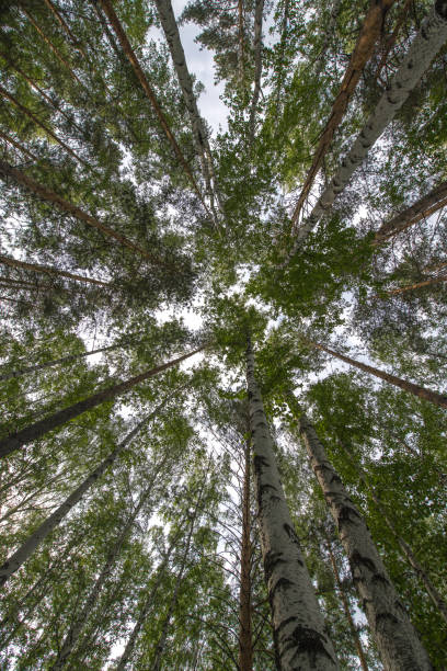istock Beautiful Birch Forest in the Urals, Russia 1165693448