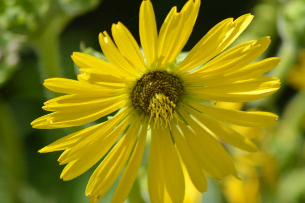 istock Vibrant yellow compass plant flower 1165693600