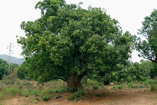 Mango tree with Mangoes. Maharashtra, India