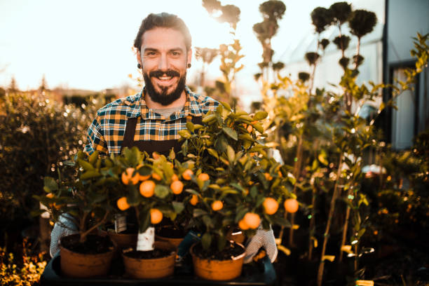 istock Young man with tangerine trees 1165694825