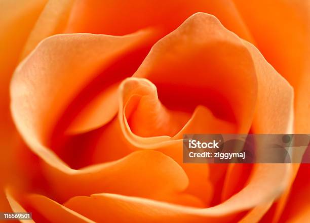 Foto de Rose Closeup De e mais fotos de stock de Abstrato - Abstrato, Flor, Beleza