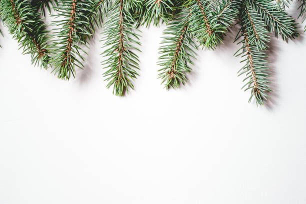 istock Fir branches on white background. Christmas wallpaper. 1165695091