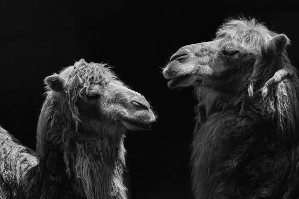Portrait of a resting camel.