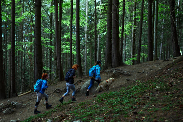 istock Hiking together with the dog 1165695311