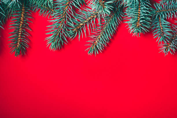 istock Fir branches on red background. Christmas wallpaper. 1165695459