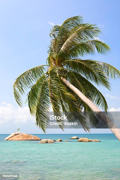 Palme Sul Mare - Fotografie stock e altre immagini di Acqua - Acqua, Albero, Albero tropicale