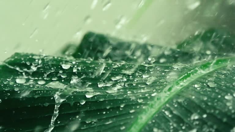 Close up heavy rainfall on tropical green banana leaf , slow motion shot