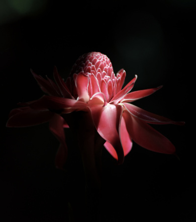 Black and red FLOWER TORCH GINGER (Nicolaia elatior)