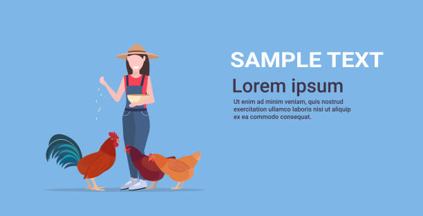 illustrazioni stock, clip art, cartoni animati e icone di tendenza di donna contadina che nutre pollo e gallo pollame allevamento agricoltura agricoltura concept ragazza in cappello e accappatoio vassoio con grano piatto spazio di copia orizzontale a figura intera - women meat working tray