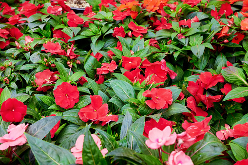 Beautiful fresh impatiens arranged in a flower shop. Red sunpatient flowers.