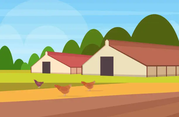 Vector illustration of free range chicken on a traditional poultry farm barn building agriculture and farming concept field farmland countryside landscape flat horizontal