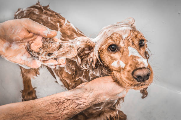 istock Cocker spaniel dog taking a shower with shampoo and water 1165698313