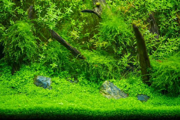 istock Beautiful aquatic plant in aquarium 1165698425