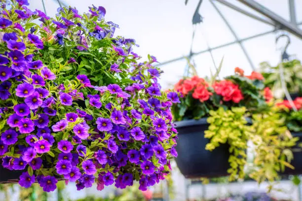 Purple pansy flower in flowerpot hanging in a greenhouse flower market.