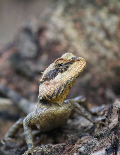 istock Beautiful wild lizard sitting on tree in asian forest wallpaper 1165702260