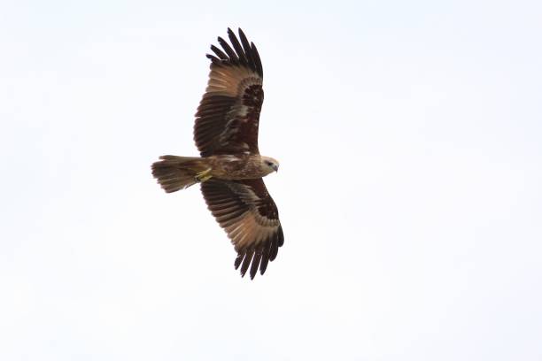 brown eagle volando rápidamente en el cielo listo para cazar en la presa - falcon fotografías e imágenes de stock