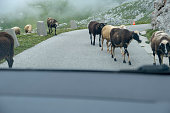 Black and White Sheep crossing the road in the mountains, Mountain Mangart in Alps
