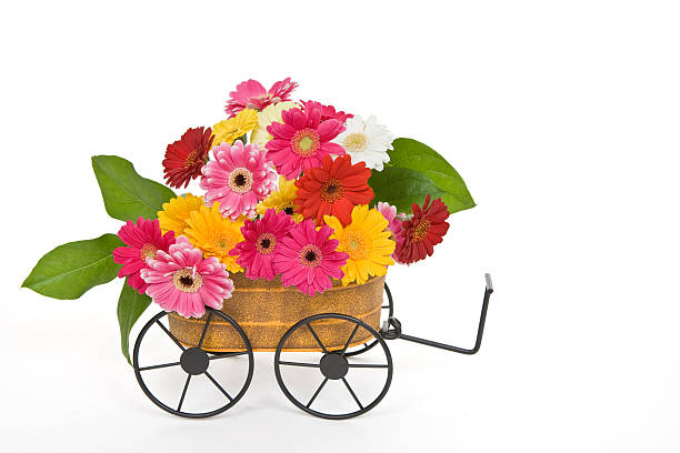 istock Arrangement of Gerbera Daisies 116570344