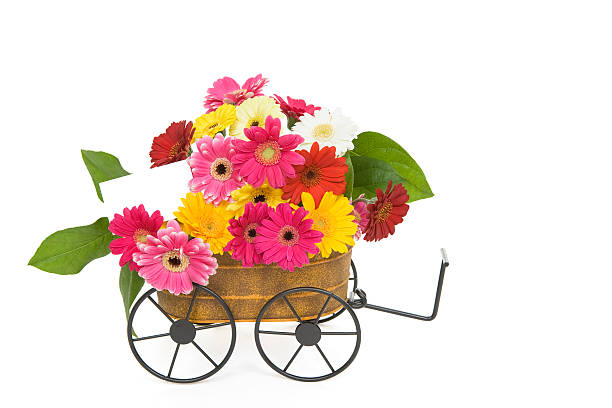 istock Gift Wagon of Daisies 116570346