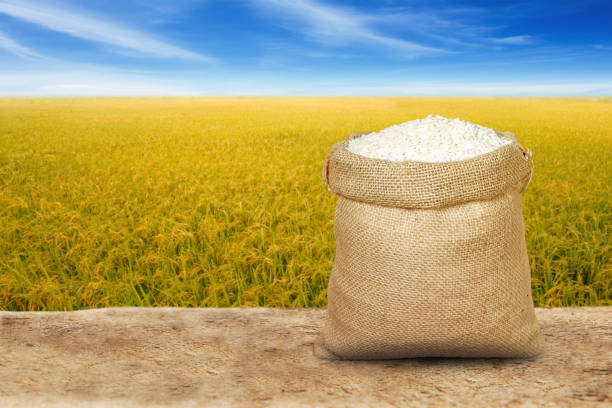 Rice is in a sack bag on a rice field background