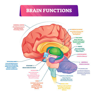 Brain functions vector illustration. Labeled explanation head organ parts scheme. Inner side view with educational section description. Cerebral cortex, hypothalamus, spinal cord and thalamus diagram.