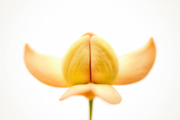 yellow beautiful tree seeds white background from thailand