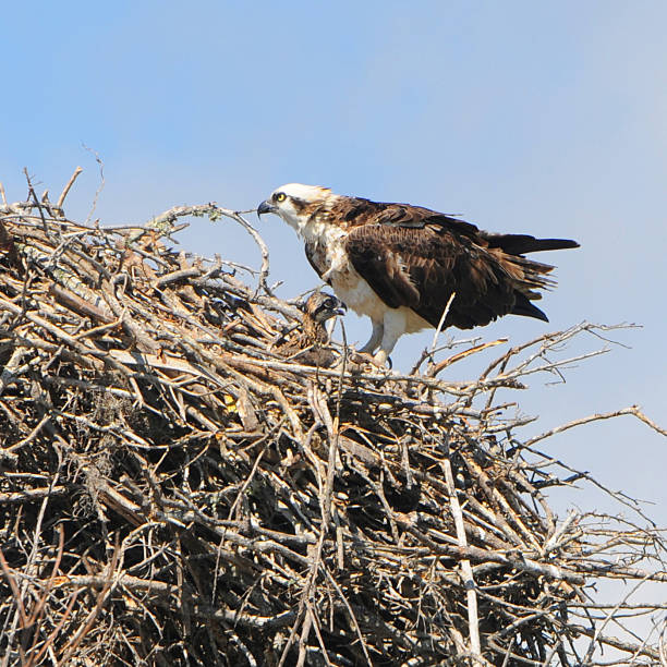 istock osprey and chick, Pandion haliaetus, in nest 116571131