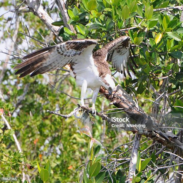 Osprey Pandion Haliaetus Stock Photo - Download Image Now - Animal, Animal Wildlife, Animals In The Wild