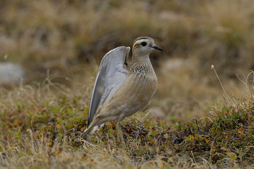 Dotterel (Charadrius morinellus)