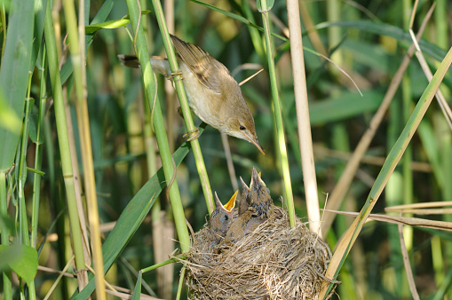 Reed warbler with chicks