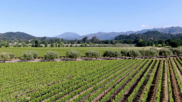 Aerial view of vineyard in Napa Valley during summer season.