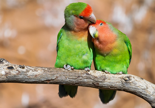 Moment of tenderness between a pair of parrots sitting on branch on the blurred background with copy space.