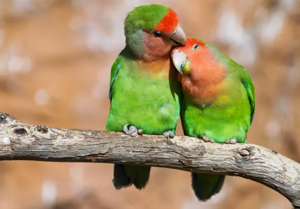 Photo of Moment of tenderness between a pair of parrots