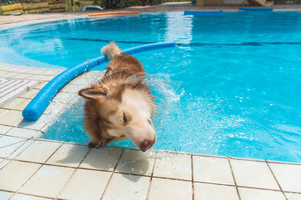 istock Siberian husky shaking off water 1165715070