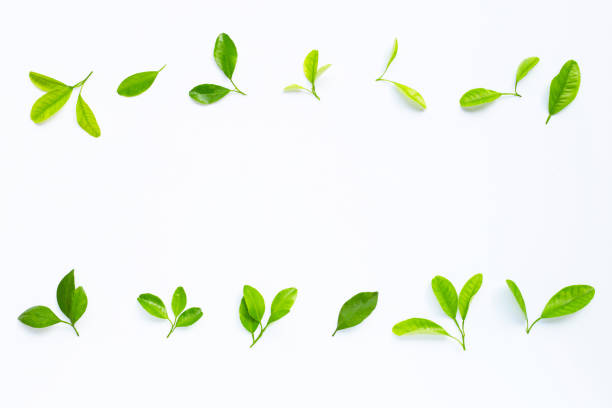 istock Frame made of green citrus fruit leaves on white 1165715957