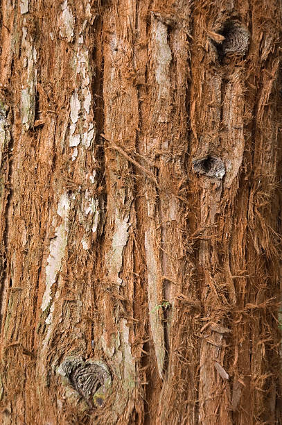Tree Trunk stock photo