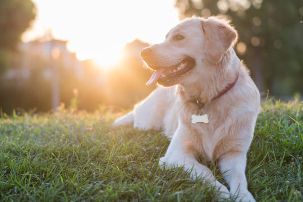 ładny figlarny pies golden retriever leżący na zielonej trawie w parku - golden retriever dog retriever waiting zdjęcia i obrazy z banku zdjęć