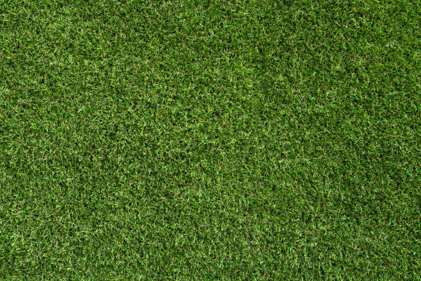 istock Background and texture of Beautiful green grass pattern from golf course 1165717203