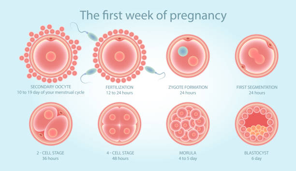 Stages of fetal development Stages of development of fertile cells. Stages of fetal development. Diagram of folliculogenesis. Educational Medical Information on Cell Division. Vector illustration. fertilized egg stock illustrations