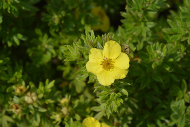istock Shrubby Cinquefoil Sommerflor 1165718549