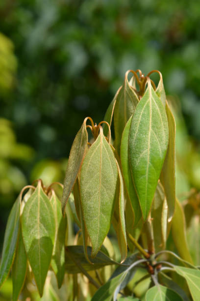 istock Laurel tree of Japan 1165718979