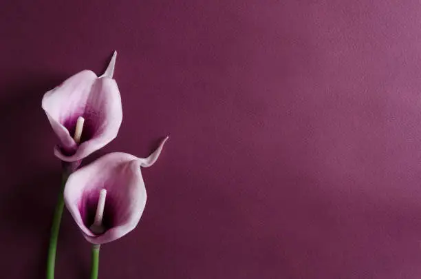 Photo of Purple calla flowers on the violet background. Empty space for design