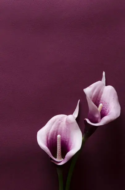 Photo of Vertical shot.Two purple callas on the dark violet surface